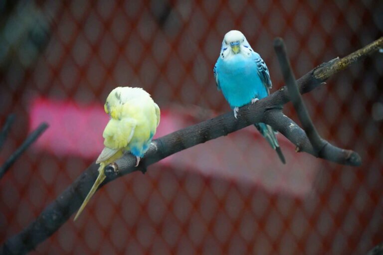 budgerigar birds