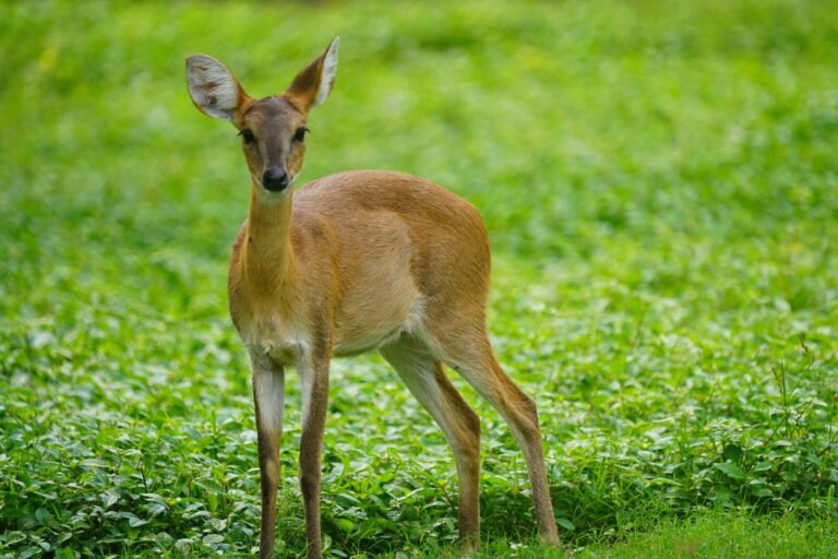 four horned antelope