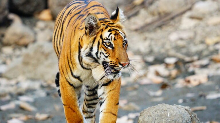tiger2